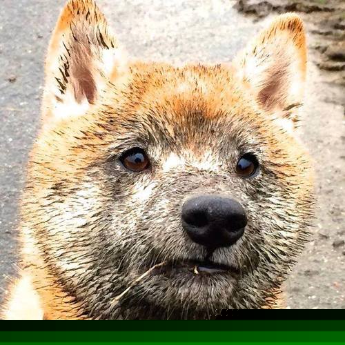 跨越太平洋的篮球盛宴，文班亚马献现象级表演，新疆主场狂胜吉林