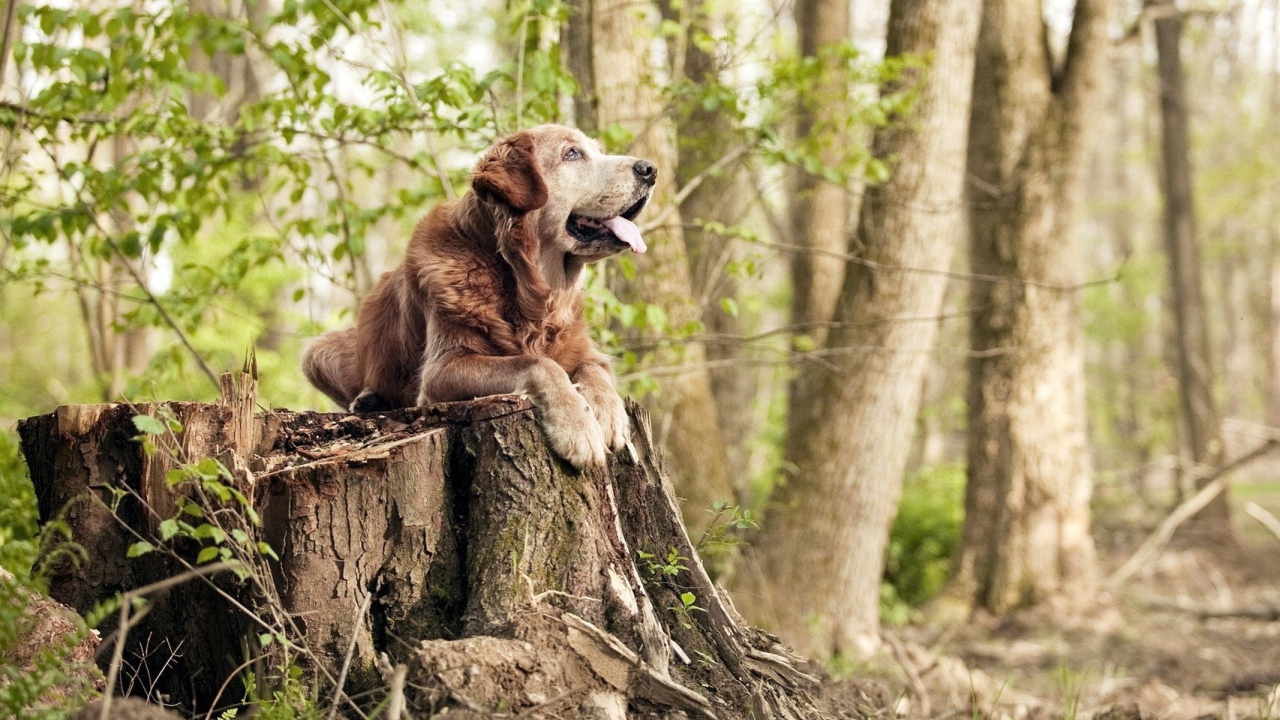 双面风暴，拉梅洛的压制级艺术与爵士的强行终结哲学
