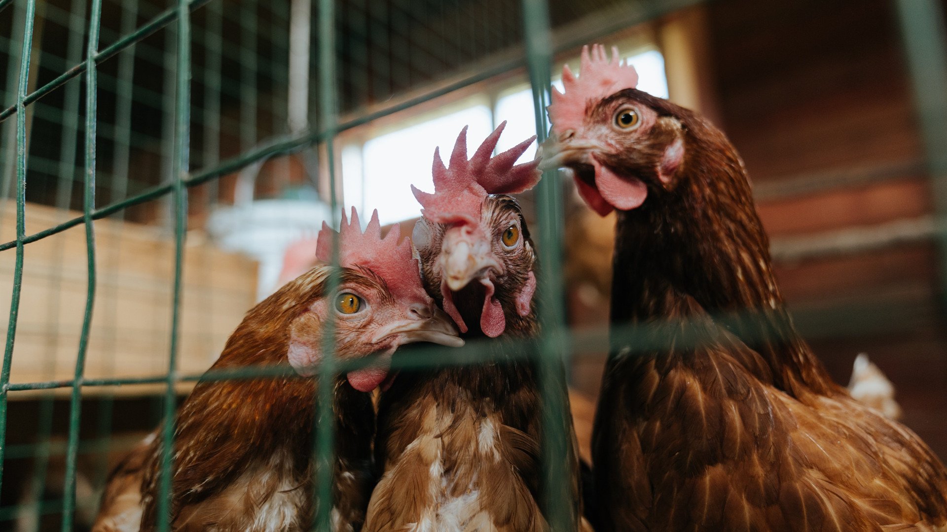领袖与整体,孙兴慜的满分与阿森纳的压制