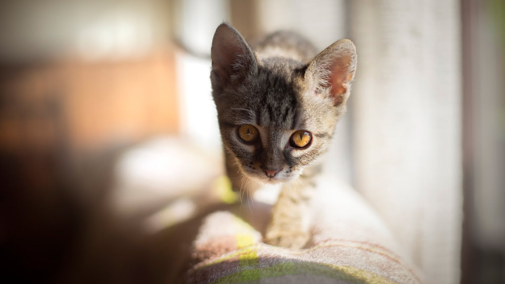 当北欧铁壁在威斯特法伦升起，金玟哉如何用沉默撕碎黄黑风暴