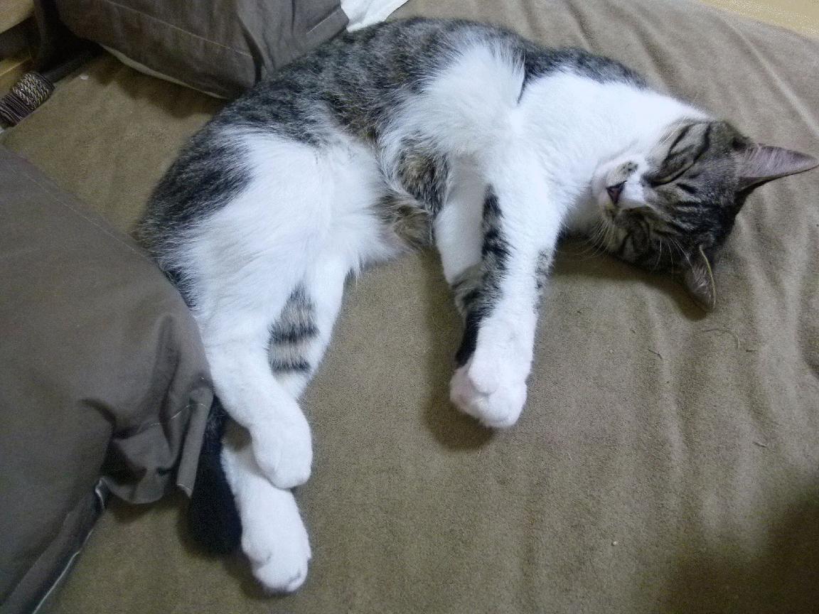 篮网强势击败灰熊，杰伦格林关键回合彰显大心脏