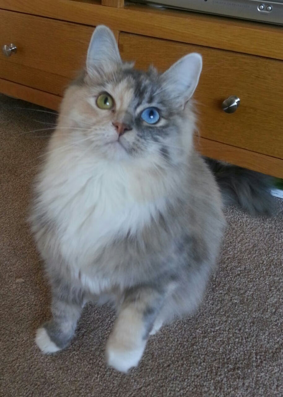 蒂亚戈爆发!阿尔及利亚铁骑的咆哮,制霸塞维利亚之夜