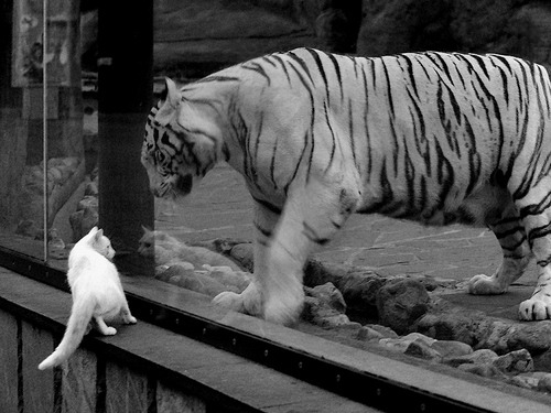 开云体育入口-布克光芒笼罩赛场，热身赛黄蜂险胜上海队，背后是一场谁赚了的生意？