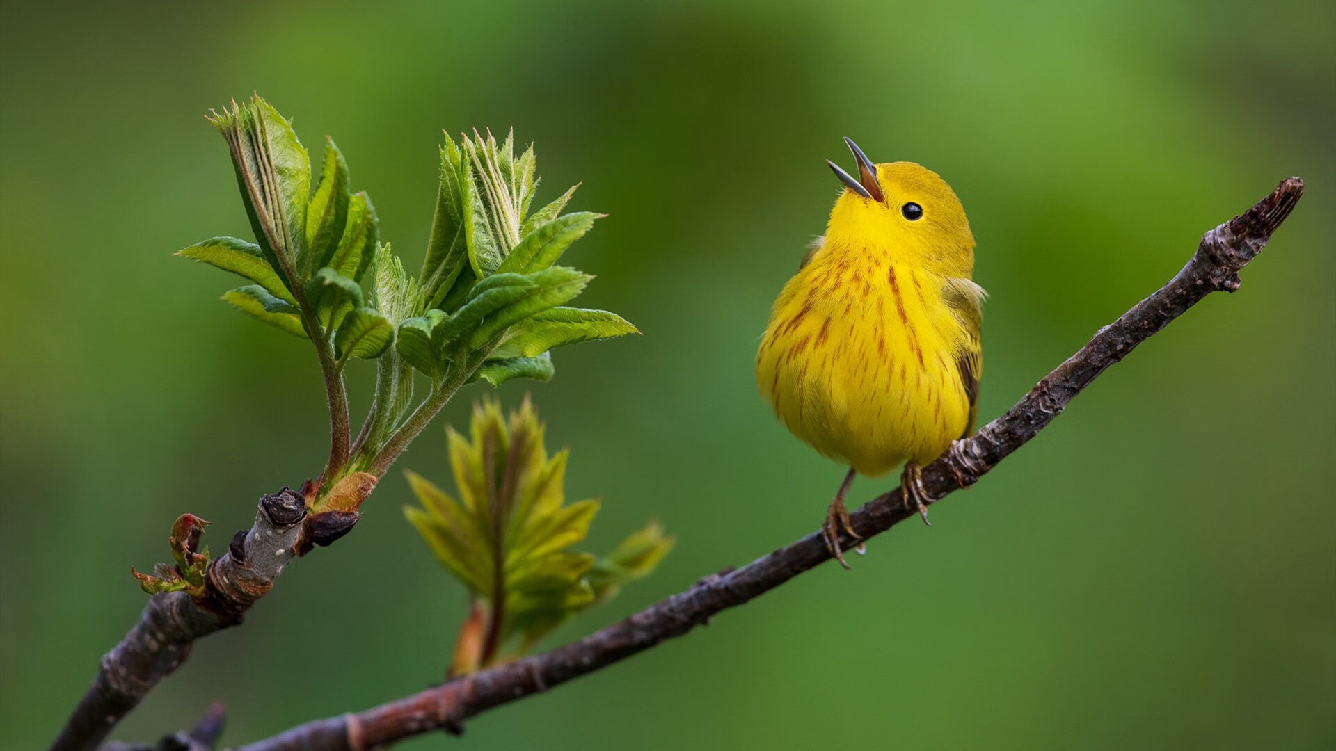 当欧冠遇上南美风暴，曼城以厄瓜多尔式火力压制战术博弈