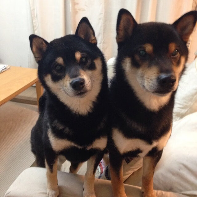 团队配合克制巨星篮球，单点爆破展现古典魅力，独行侠团队胜利与西卡杀神模式下的篮球哲学思辨