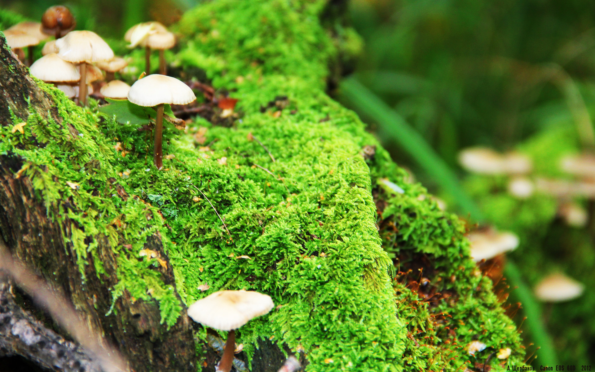 希腊全面压制比利时，布雷默成为关键先生，一场改变欧洲足球格局的经典之战