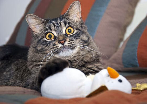 双重奏，阿尔及利亚的集体险胜与哈弗茨的个人接管