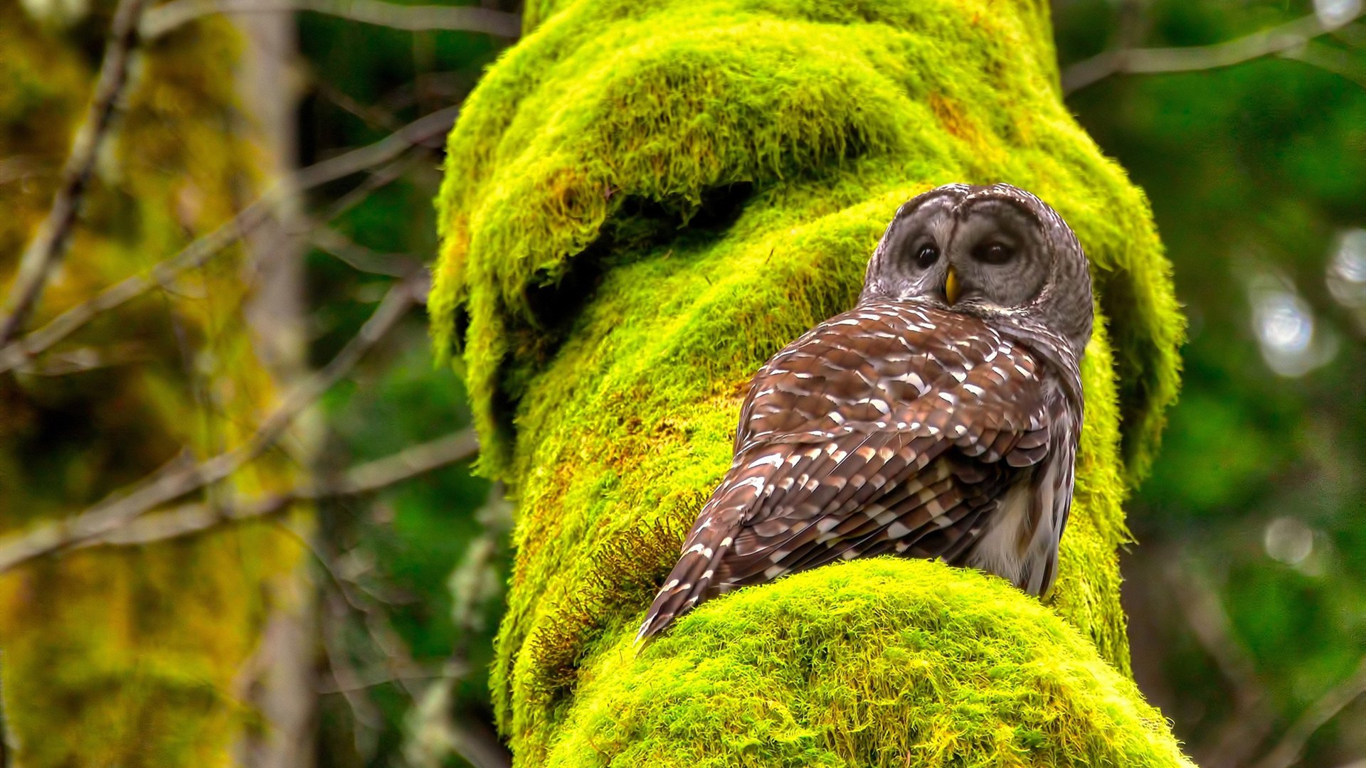 梅西关键节点连斩进球显神威,乌克兰险胜突尼斯展韧劲