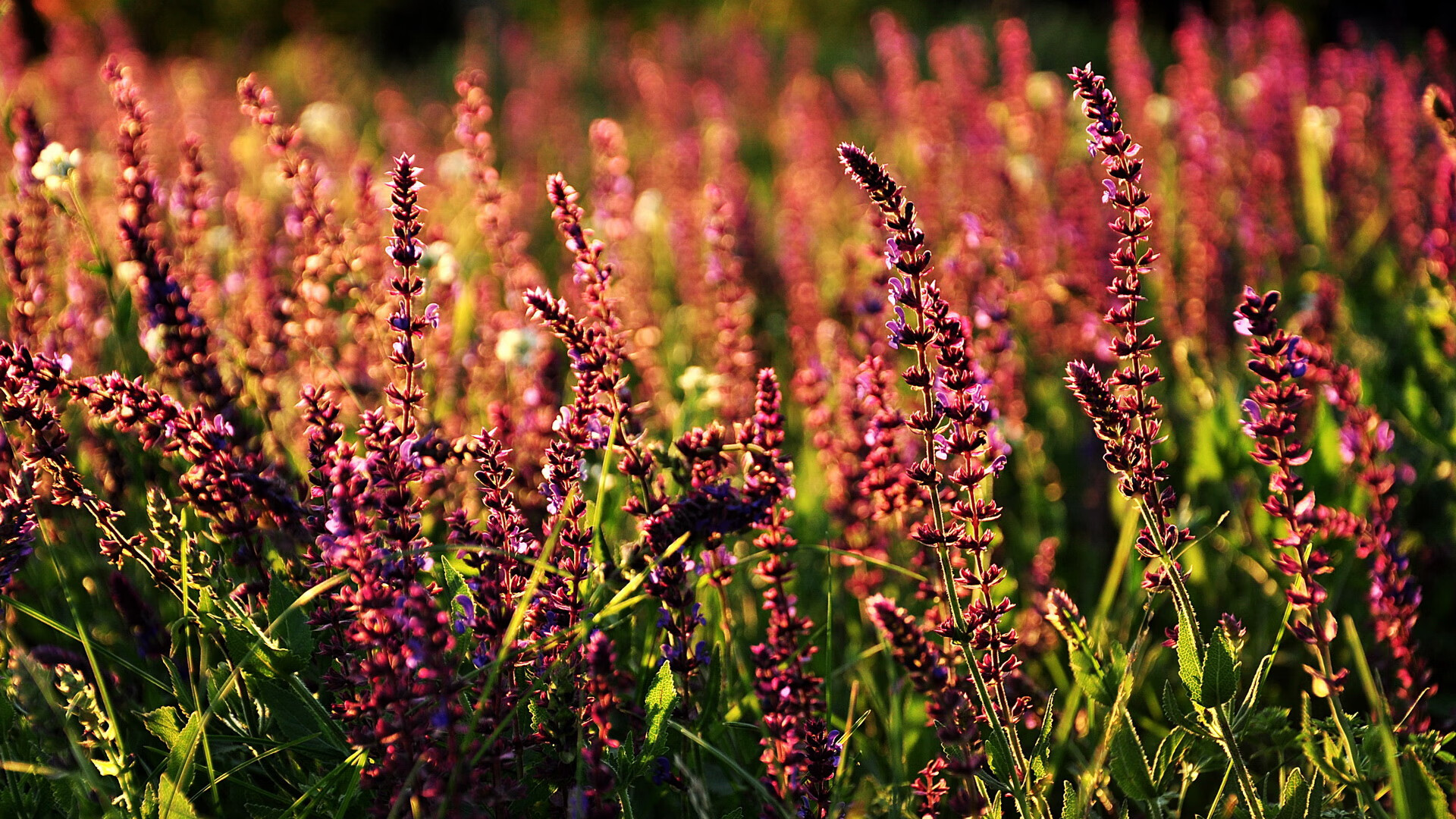 当欧冠硝烟遇上北欧极光,足球如何成为命运的潜台词?