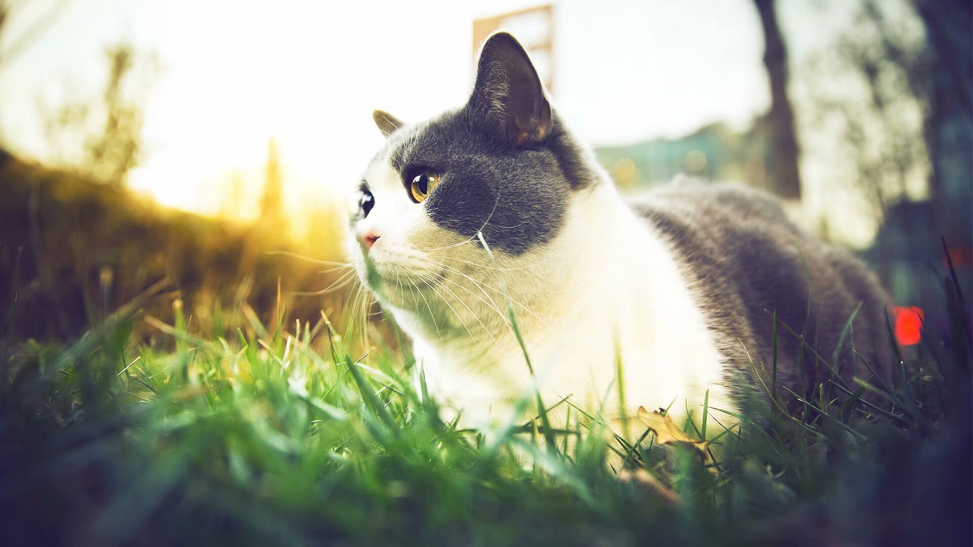 塔图姆独行侠对飙！悬念终结早，北京队CBA赛场步履蹒跚